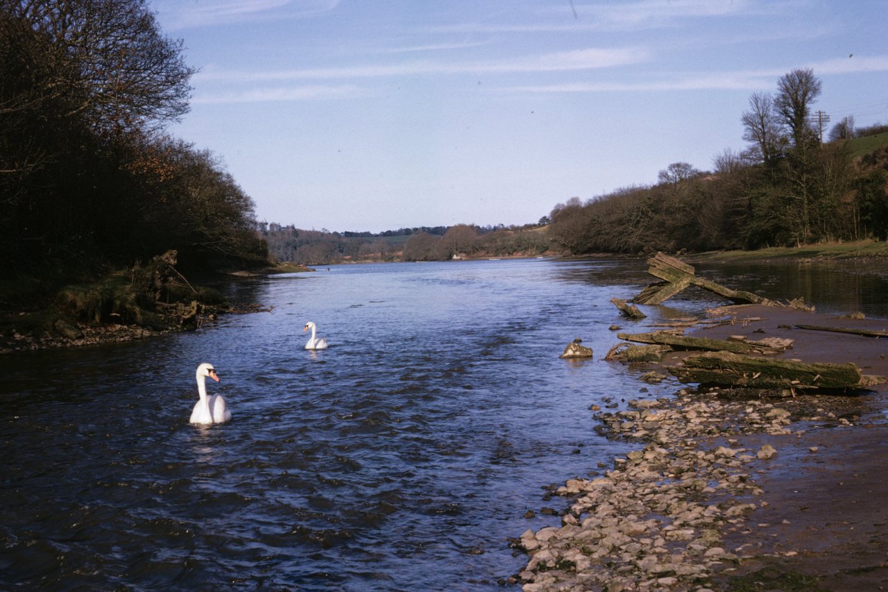 203 Dart near Dittisham April 1964-s